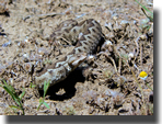 vipera ammodytes